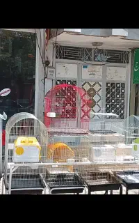 انواع پرندگان زینتی