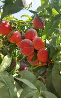 کود ارگانیک ( افزایش برداشت محصول و تقویت خاک)