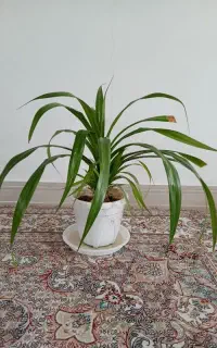 گلدان پاندانوس