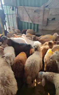 پخش گوسفند زنده در تهران با قصاب