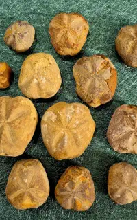 فسیل های چند میلیون ساله.