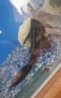 کت فیش 25 سانتی