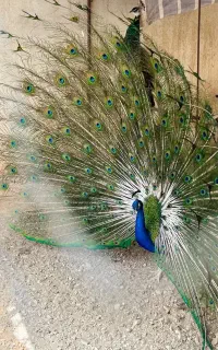 طاووس پرنده