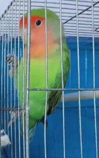 طوطی برزیلی گمشده
