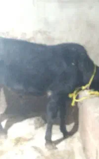 گاو نر سیاه