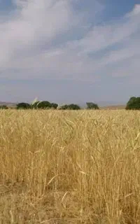 بذرمال گندم و جو /تناژ دوبرابری/ مشاوره کشاورزی
