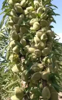 فروش نهال بادام اذرخش