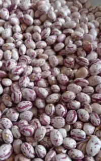 لوبیا قرمز درجه یک وچیتی درجه یک