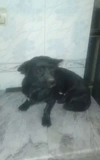 سگ پاکوتاه ماده