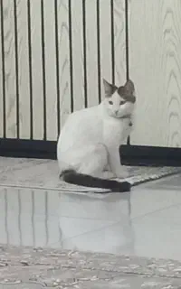 گربه بسیار دوست داشتنی