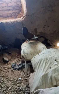 سرخ کرمونی