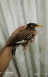 جوجه مرغ مینا نر دونخور باهوش