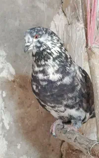 کبوتر پرشی