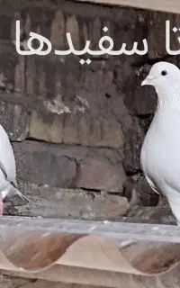 گمشده