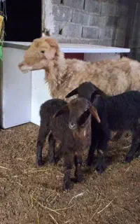 گوسفندمادروبره دوقلو نروماده