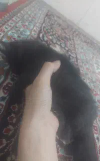 گربه سیاه