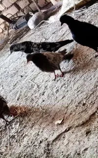 کبوتر سینه ای سوسکی زاغ...