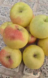حراجی فروش سیب