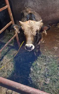 گاو گوساله نر ورزا