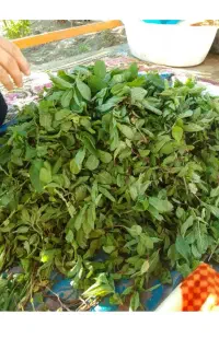 نعناع خشک خانگی