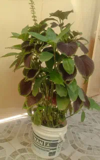 گل خانگی