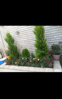 خدمات باغبانی باغچه کاری گل کاری تعویض خاک گلدون