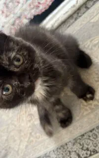 گربه اسکاتیش فولد