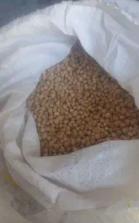 نخود