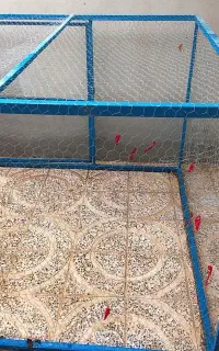 قفس مرغی