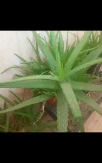 چند تا گلدان  آلوئه ورا. و پتوس