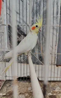 عروس هلندی