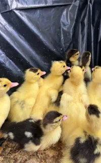 جوجه اردک خارجی