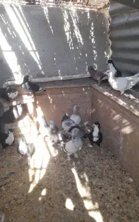 کبوتر خوشکل