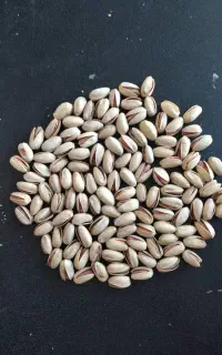 انواع پسته و مغز