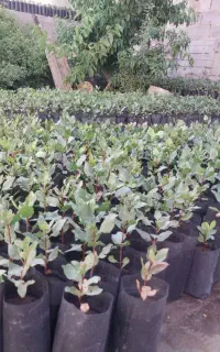 نهال پسته زرند کرمان