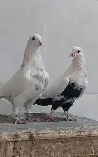 کبوتر