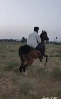 سیلمی‌برای کشش