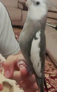 عروس هلندی