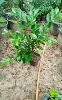 یاس هلندی سطل 3 ریشه پرس ۳ساله