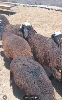 میش ۲قلو