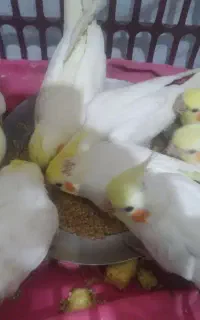 جوجه عروس هلندی وکوتوله