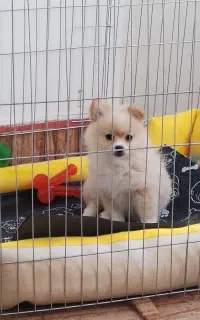 پامر عروسکی پنج ونیم ماهه