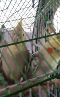 ۲عدد طوطی عروس هلندی گم شده
