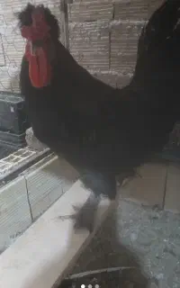 خروس