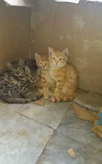 واگذاری پنج بچه گربه شیطون