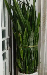 گل سانسوریا