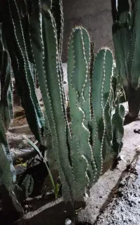 درختچه ی کاکتوس