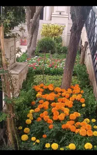 تعویض خاک گلدان کاشت گل و گیاه درختکاری سمپاشی