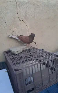 کفتر