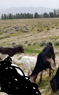 فروش بز جوان وسرحال
